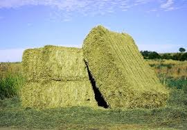 Forraje Seco Mixto (Avena + Cebada) – Bala 20 kg